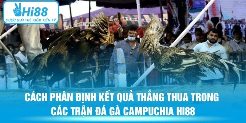 Cách phân định kết quả thắng thua trong các trận đá gà Campuchia Hi88
