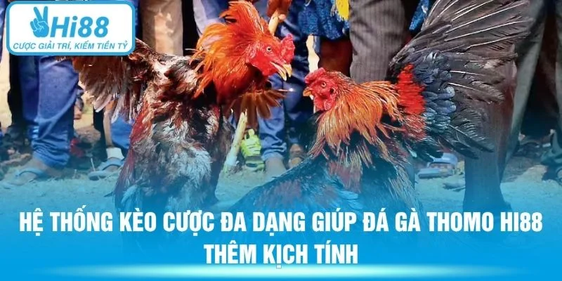 Hệ thống kèo cược đa dạng giúp đá gà Thomo Hi88 thêm kịch tính