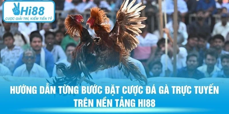 Hướng dẫn từng bước đặt cược đá gà trực tuyến trên nền tảng Hi88