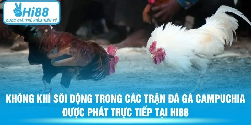 Không khí sôi động trong các trận đá gà Campuchia được phát trực tiếp tại Hi88