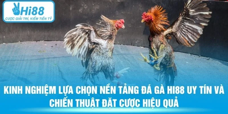 Kinh nghiệm lựa chọn nền tảng đá gà Hi88 uy tín và chiến thuật đặt cược hiệu quả