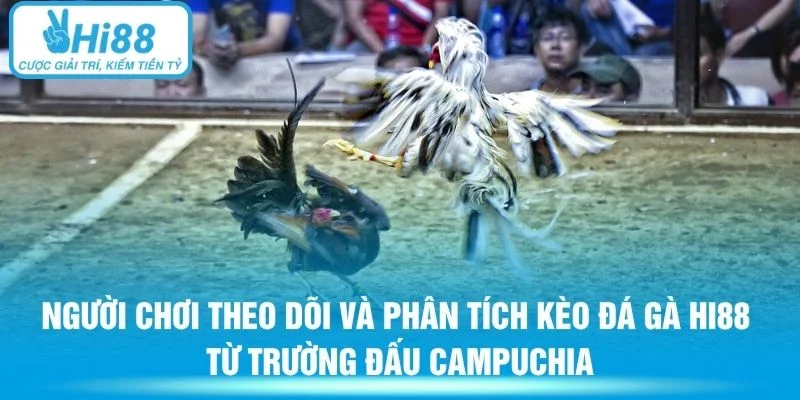 Người chơi theo dõi và phân tích kèo đá gà Hi88 từ trường đấu Campuchia