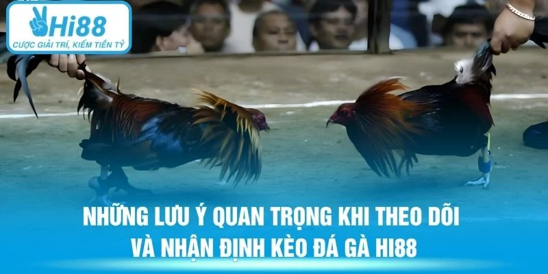 Những lưu ý quan trọng khi theo dõi và nhận định kèo đá gà Hi88