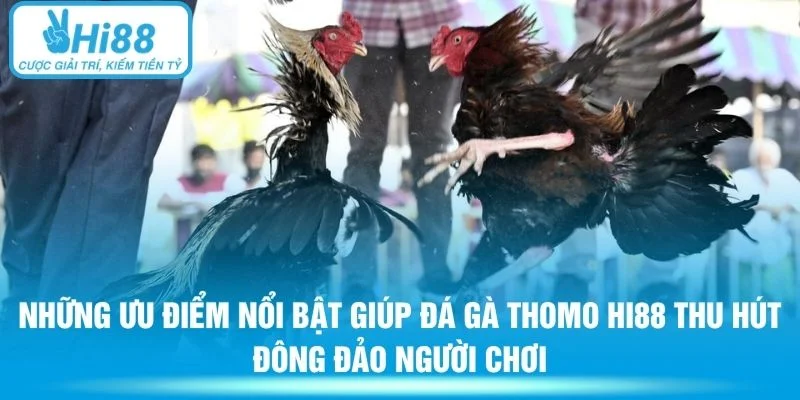 Những ưu điểm nổi bật giúp đá gà Thomo Hi88 thu hút đông đảo người chơi