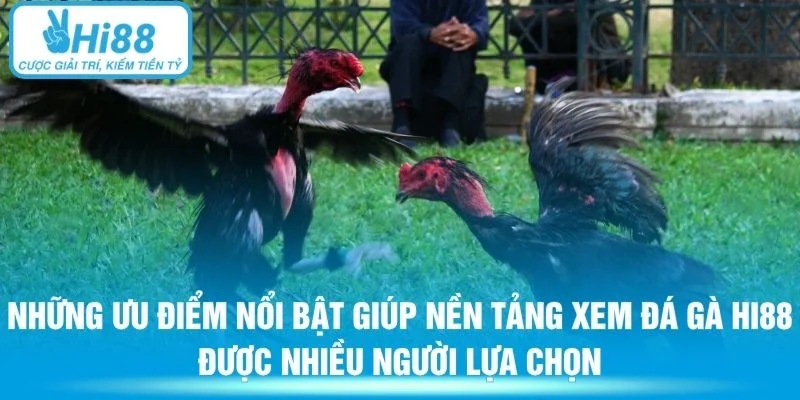 Những ưu điểm nổi bật giúp nền tảng xem đá gà Hi88 được nhiều người lựa chọn