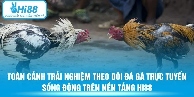 Toàn cảnh trải nghiệm theo dõi đá gà trực tuyến sống động trên nền tảng Hi88