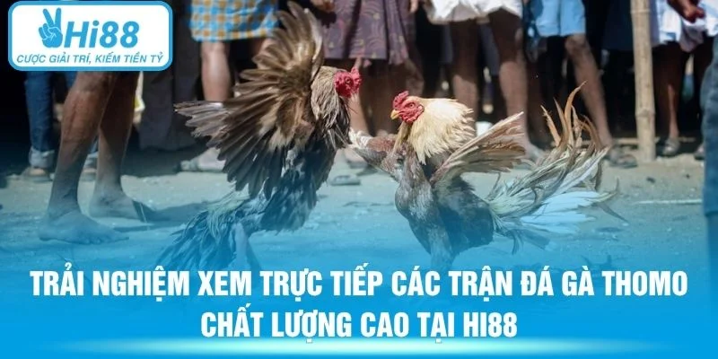 Trải nghiệm xem trực tiếp các trận đá gà Thomo chất lượng cao tại Hi88